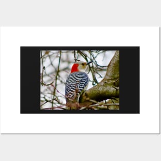 Red Headed Woodpecker Posters and Art